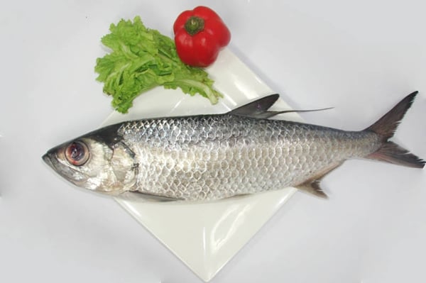 Milkfish (Bangus)